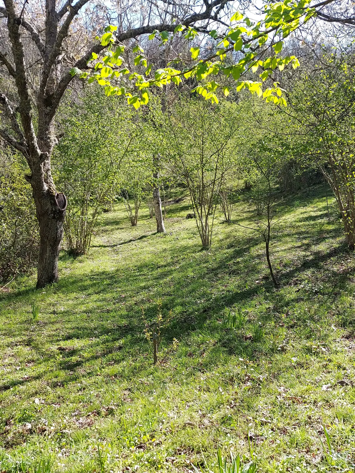 Bosco nel territorio di Gadoni